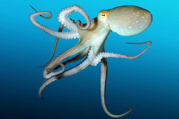 Kraken зеркало тор